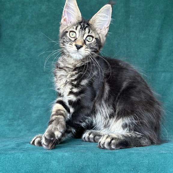 Maine Coon NOV Indy Polydactyl