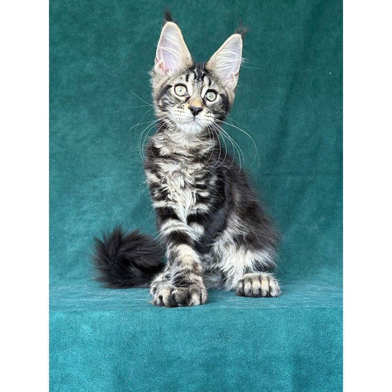 Maine Coon NOV Indy Polydactyl