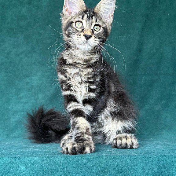 Maine Coon NOV Indy Polydactyl