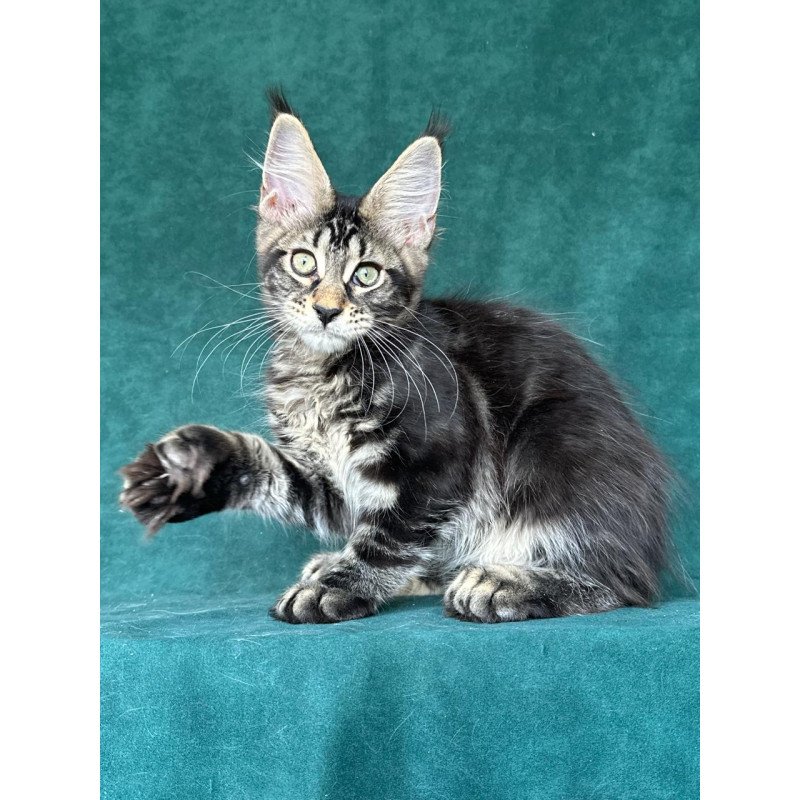 Maine Coon NOV Indy Polydactyl