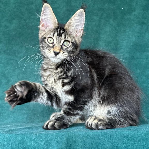 Maine Coon NOV Indy Polydactyl