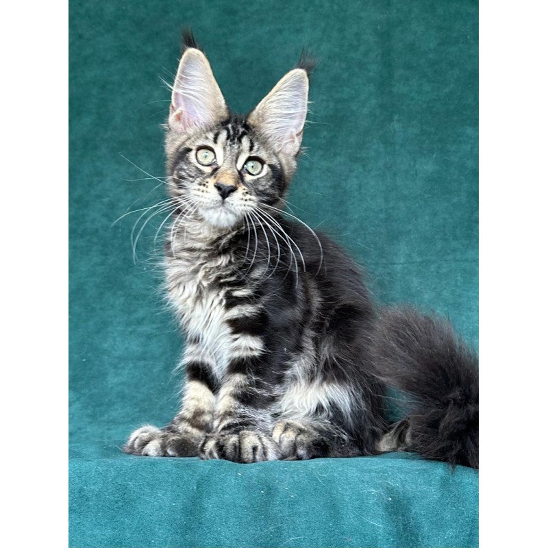 Maine Coon NOV Indy Polydactyl