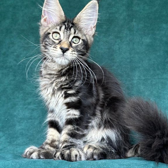 Maine Coon NOV Indy Polydactyl