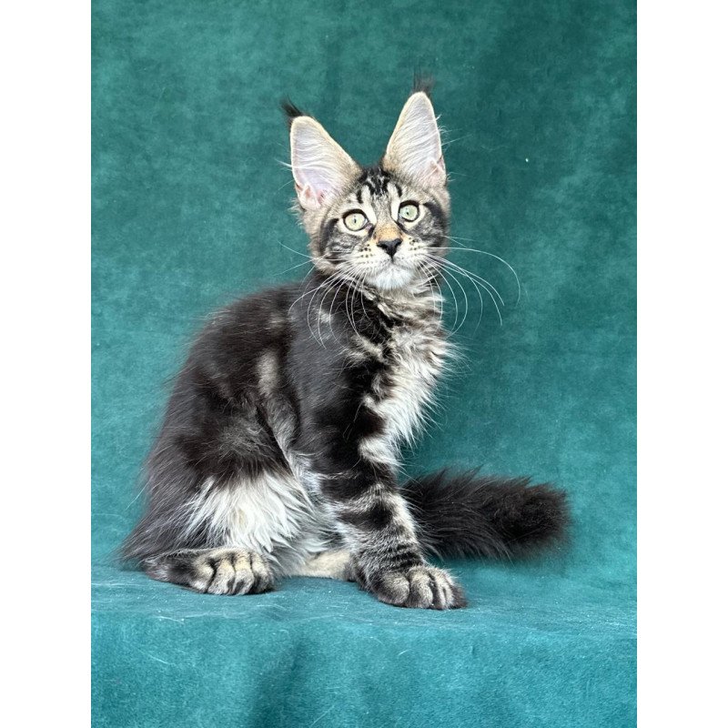 Maine Coon NOV Indy Polydactyl