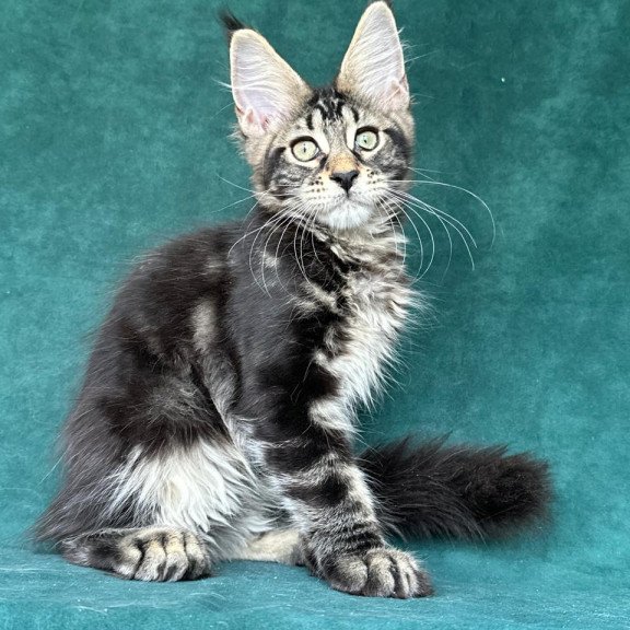 Maine Coon NOV Indy Polydactyl