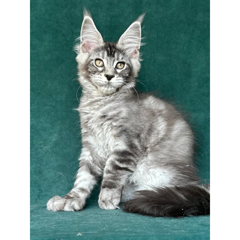 Maine Coon NOV Iron Polydactyl