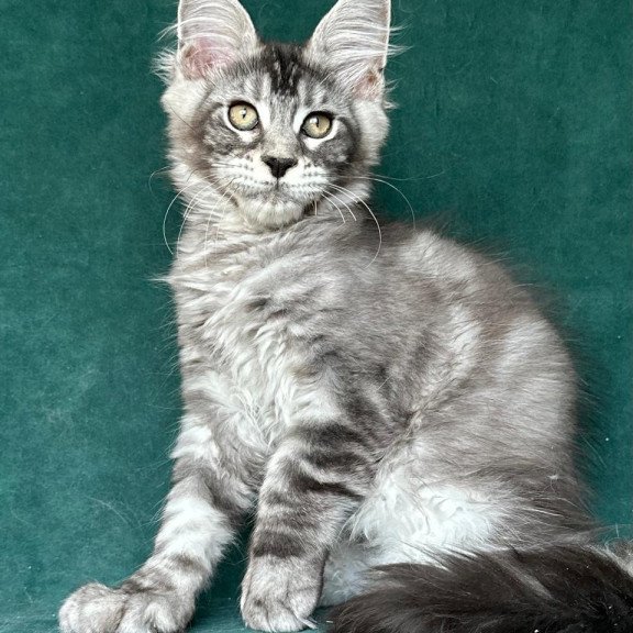 Maine Coon NOV Iron Polydactyl