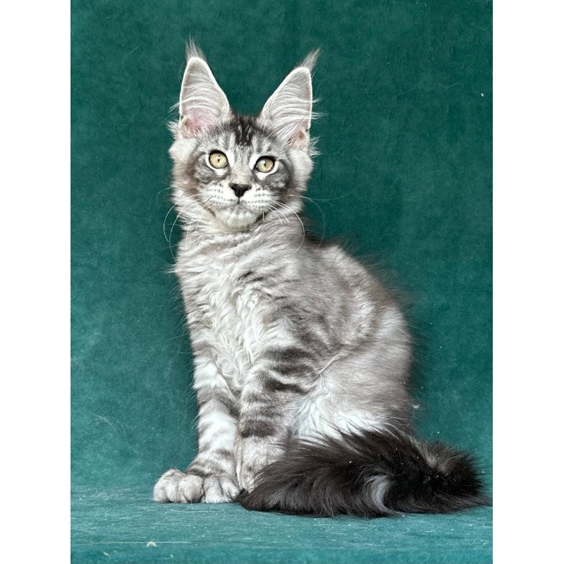 Maine Coon NOV Iron Polydactyl