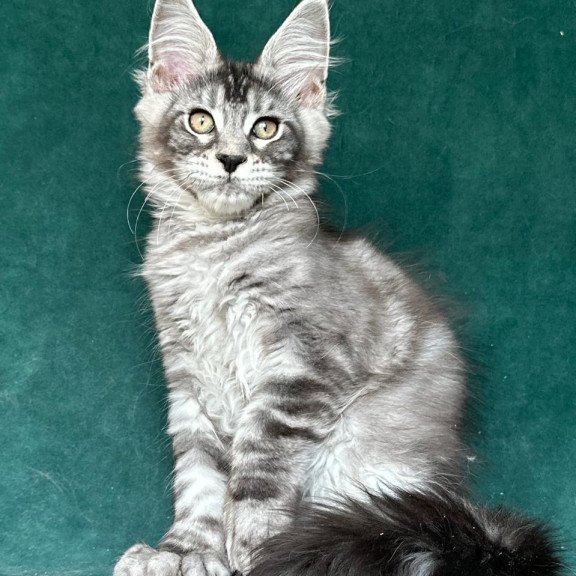 Maine Coon NOV Iron Polydactyl