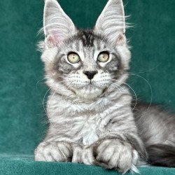 Maine Coon NOV Iron Polydactyl