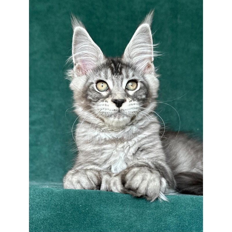 Maine Coon NOV Iron Polydactyl