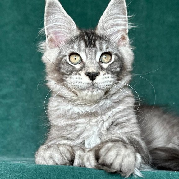 Maine Coon NOV Iron Polydactyl