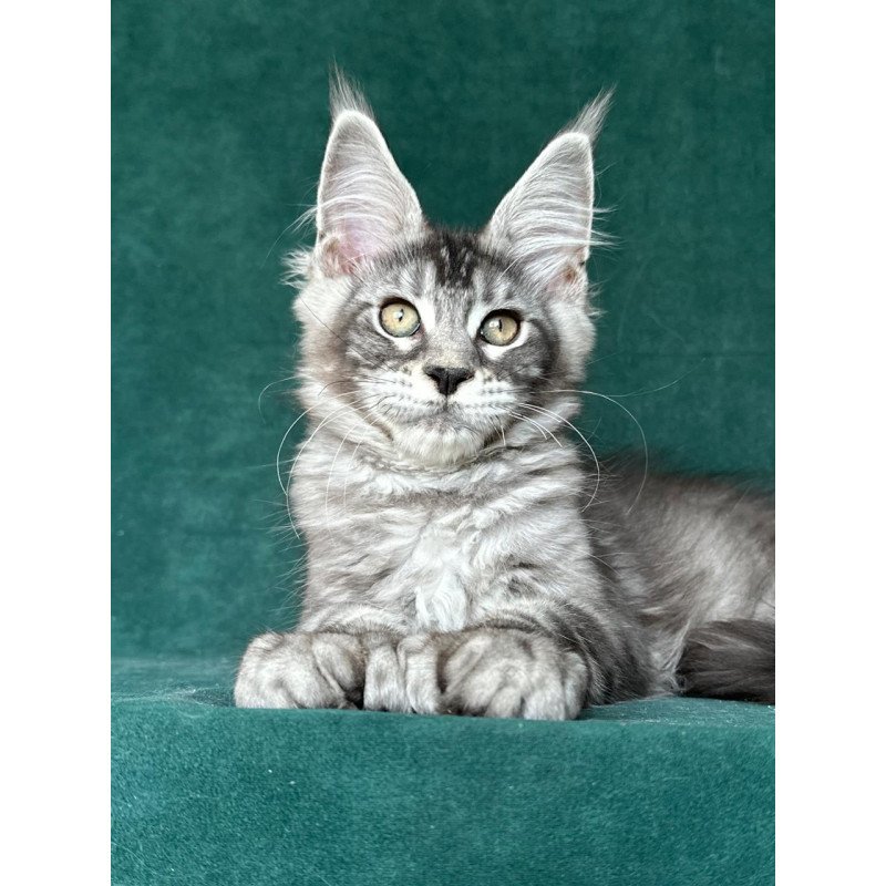 Maine Coon NOV Iron Polydactyl