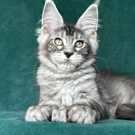 Maine Coon NOV Iron Polydactyl