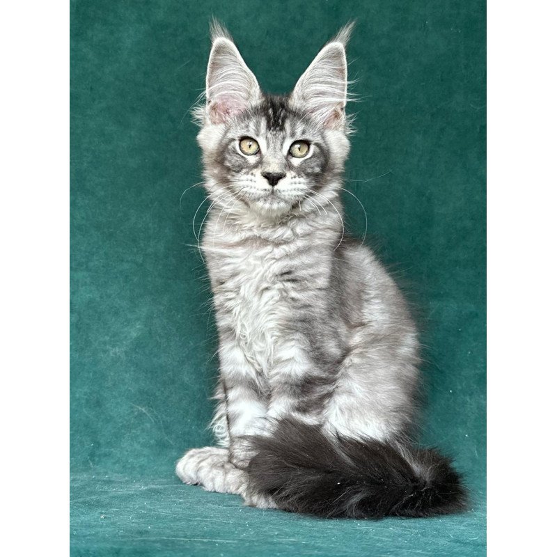 Maine Coon NOV Iron Polydactyl