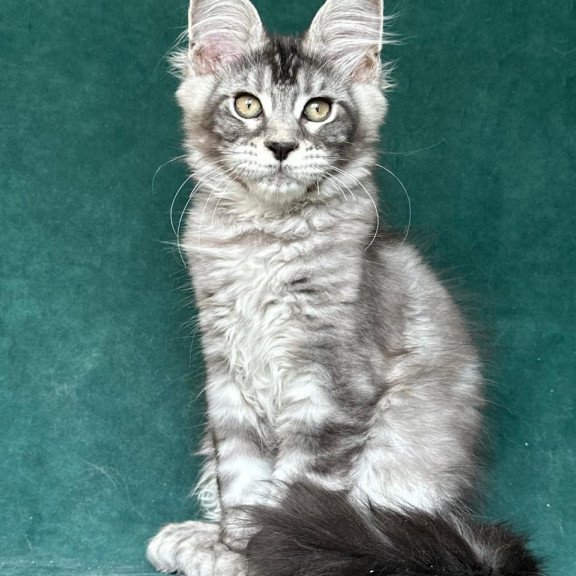 Maine Coon NOV Iron Polydactyl