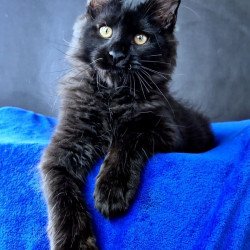 Maine Coon NOV Kensigton Crown