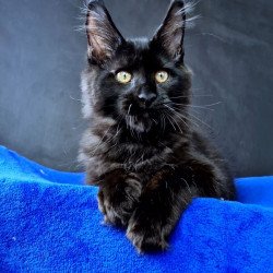 Maine Coon NOV Kensigton Crown