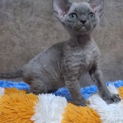 Devon Rex NOV Felix