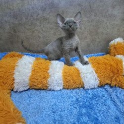 Devon Rex NOV Felix