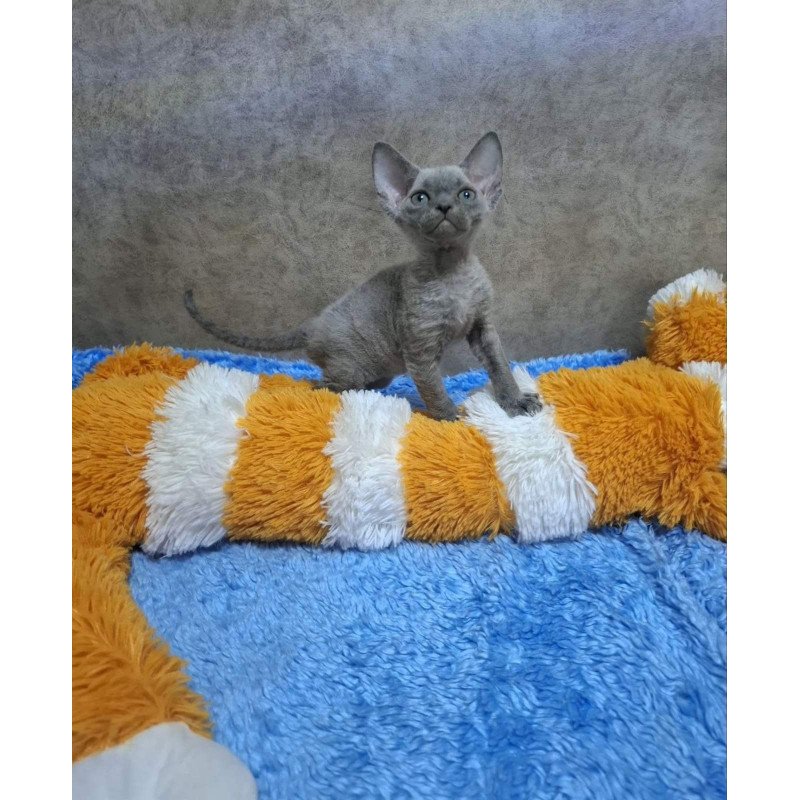 Devon Rex NOV Felix