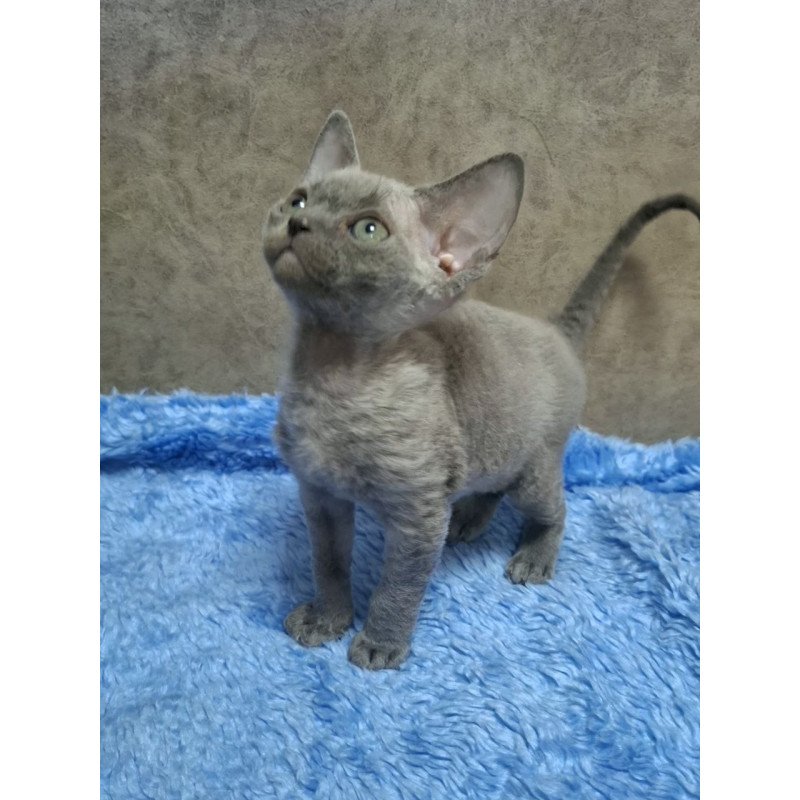 Devon Rex NOV Felix