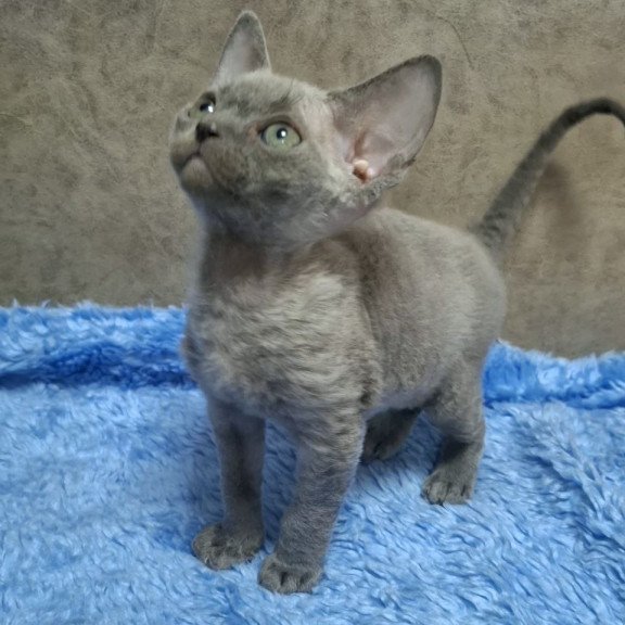 Devon Rex NOV Felix