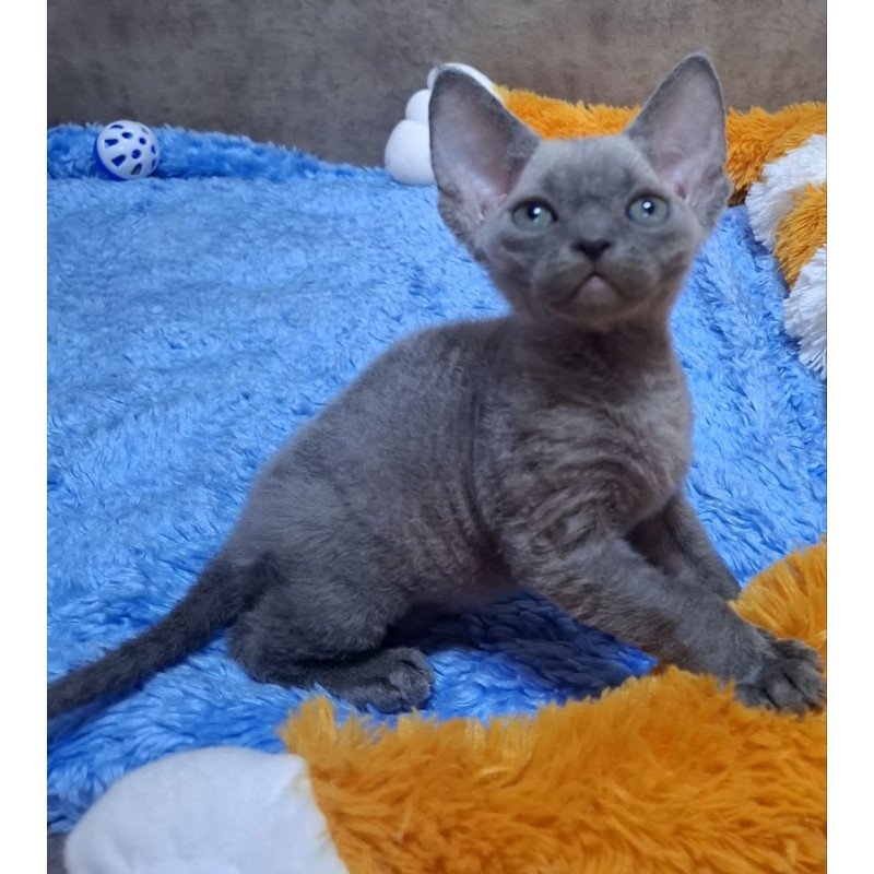 Devon Rex NOV Felix