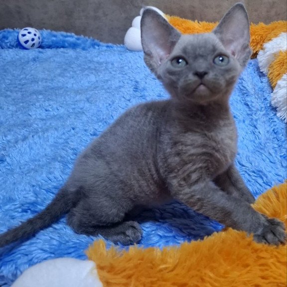 Devon Rex NOV Felix