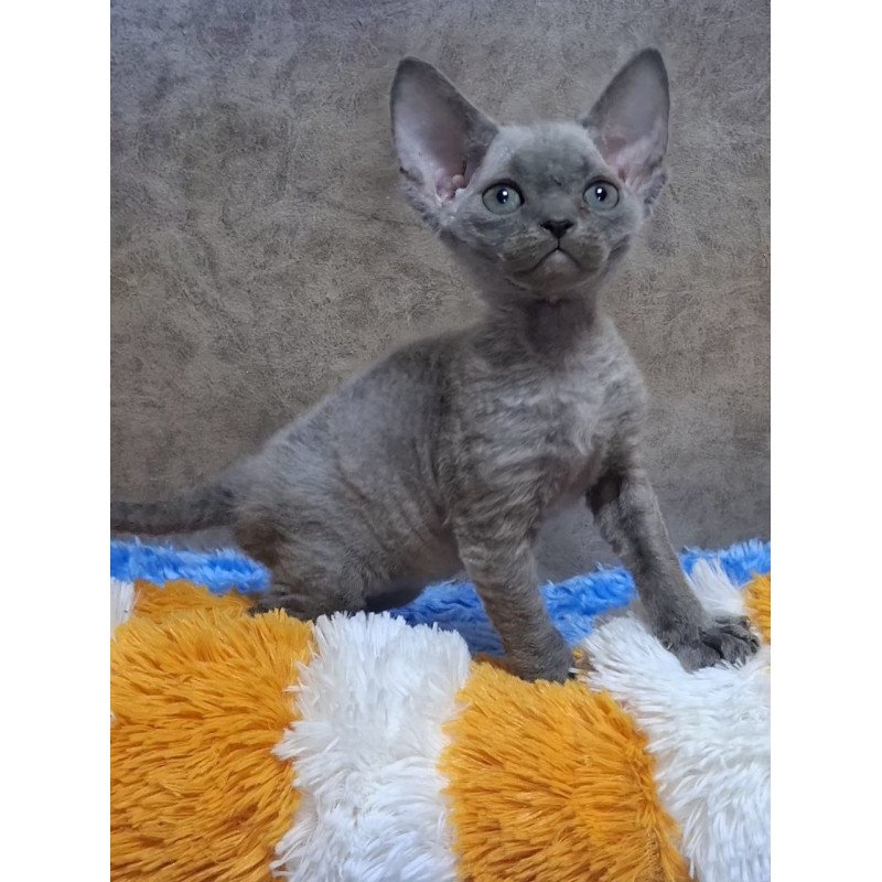 Devon Rex NOV Felix