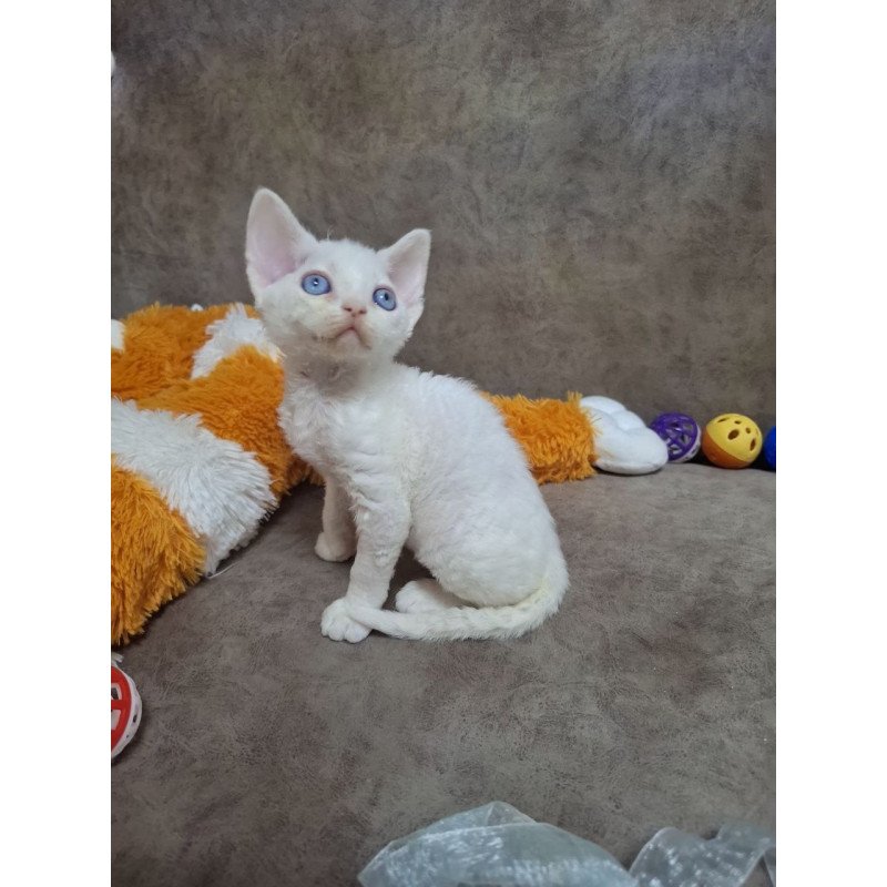 Devon Rex NOV Fabio