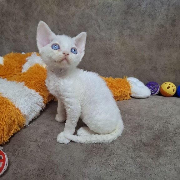 Devon Rex NOV Fabio