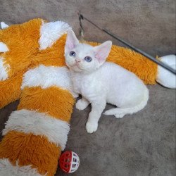 Devon Rex NOV Fabio