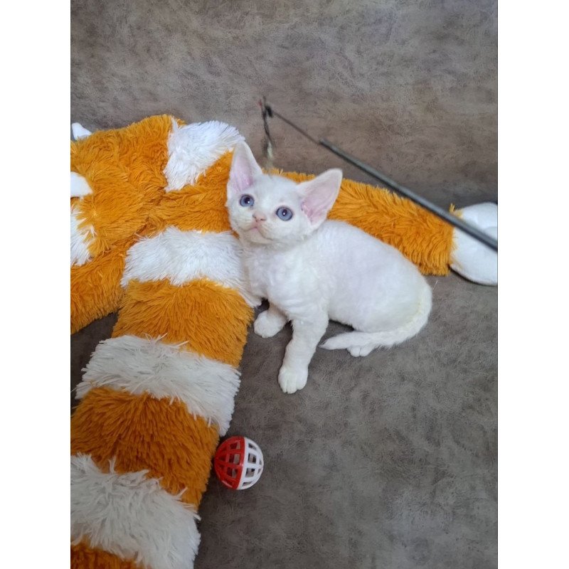 Devon Rex NOV Fabio