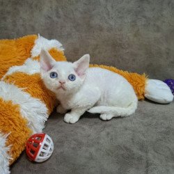 Devon Rex NOV Fabio