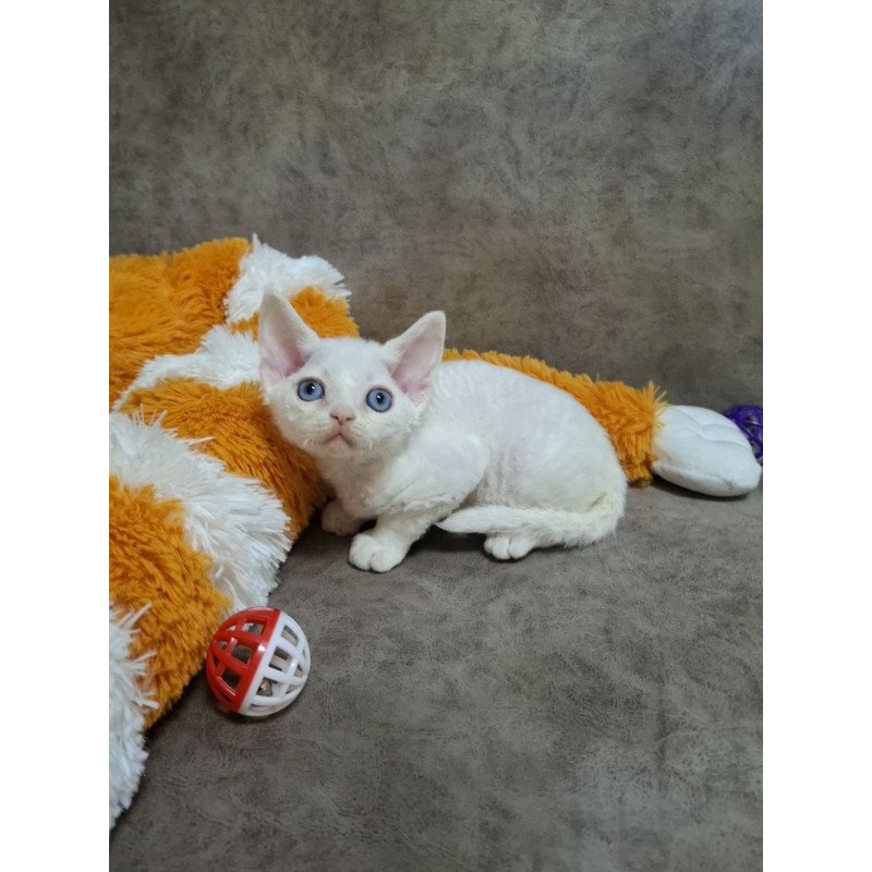 Devon Rex NOV Fabio