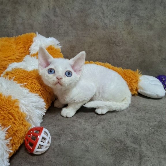 Devon Rex NOV Fabio