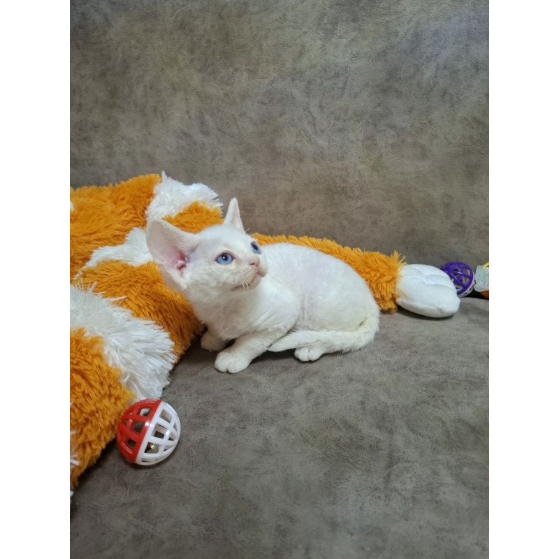 Devon Rex NOV Fabio