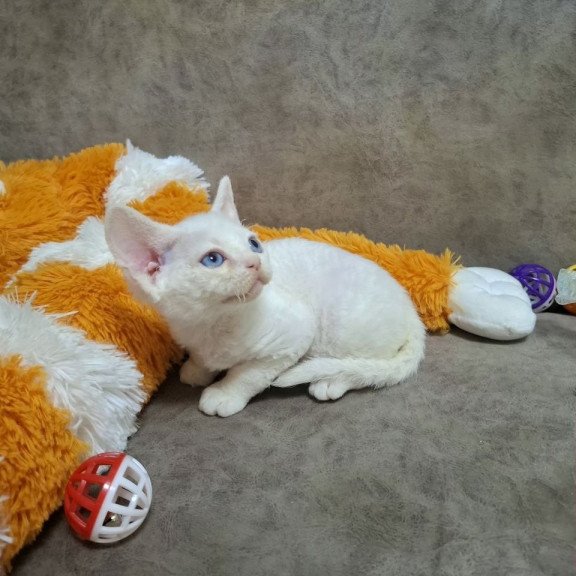 Devon Rex NOV Fabio