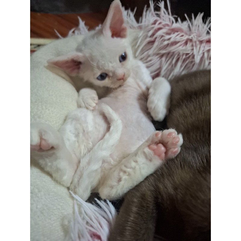 Devon Rex NOV Fabio
