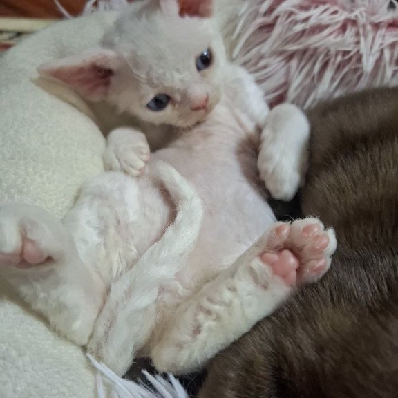 Devon Rex NOV Fabio