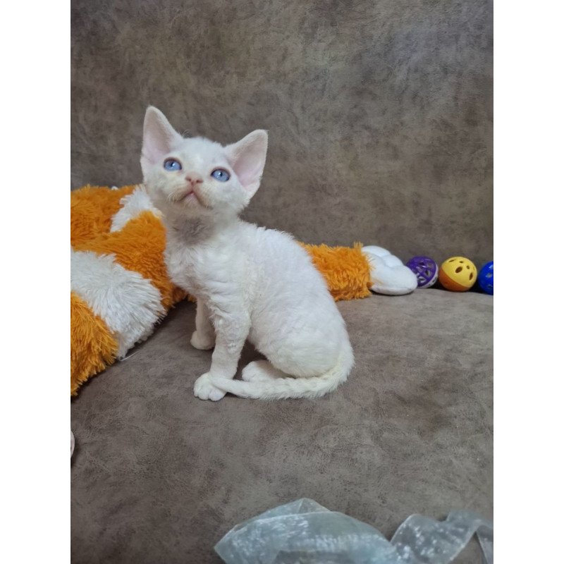 Devon Rex NOV Fabio