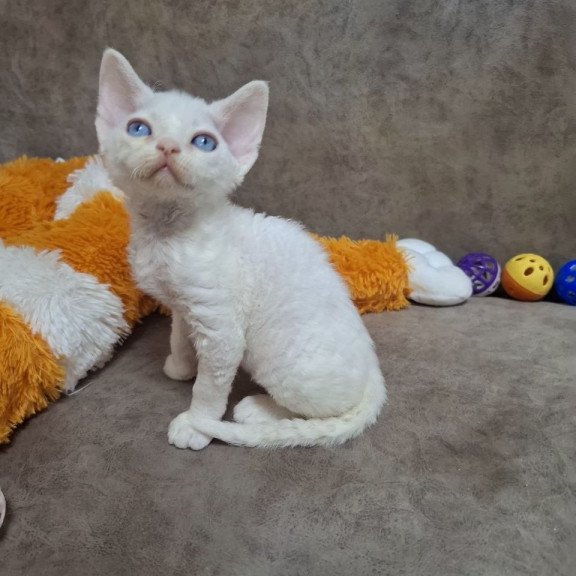 Devon Rex NOV Fabio