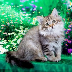 Siberian NOV Garfield
