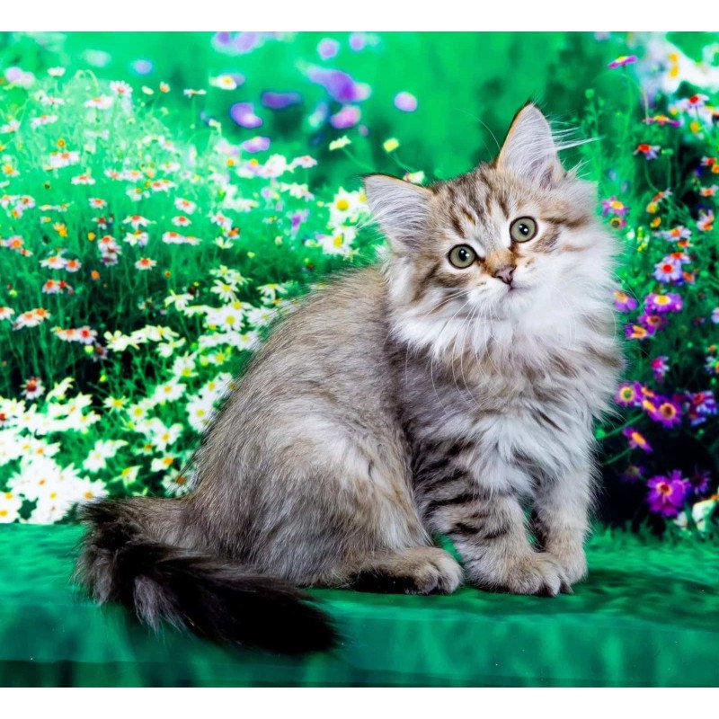 Siberian NOV Garfield