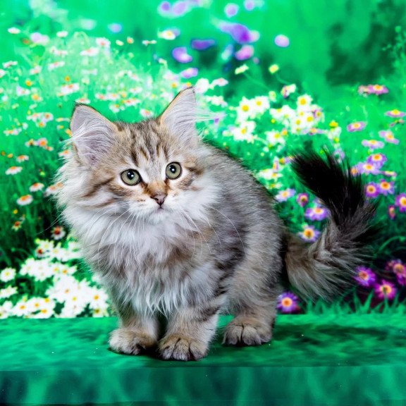 Siberian NOV Garfield