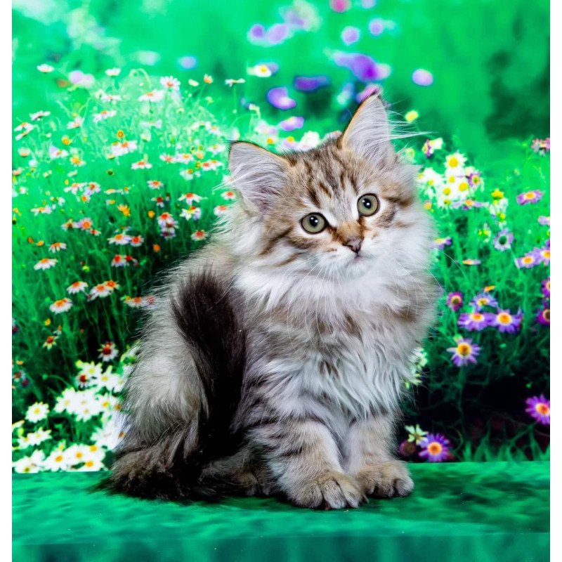 Siberian NOV Garfield
