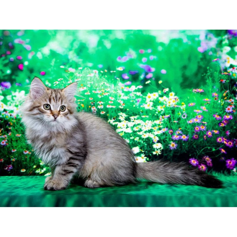 Siberian NOV Garfield