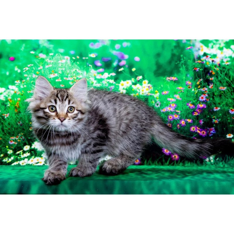 Siberian NOV Dastin
