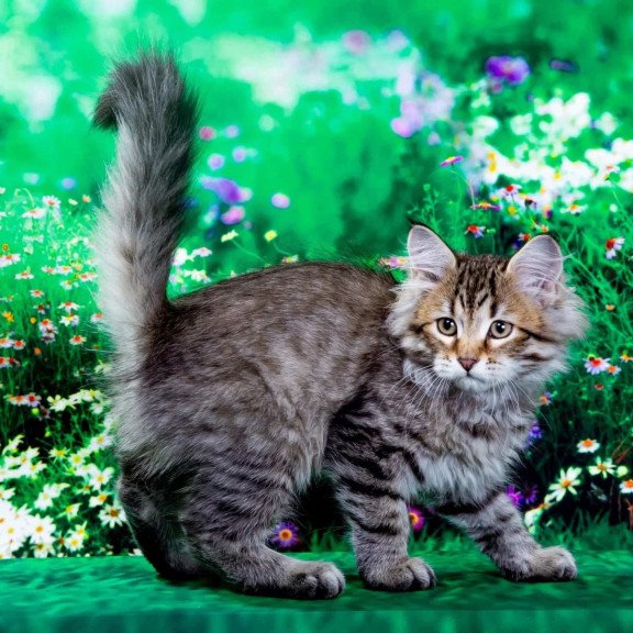 Siberian NOV Darvin